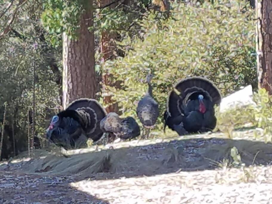 Uncle Grizz'S Cabin...Get Intouch With Nature Bass Lake Annex Dış mekan fotoğraf